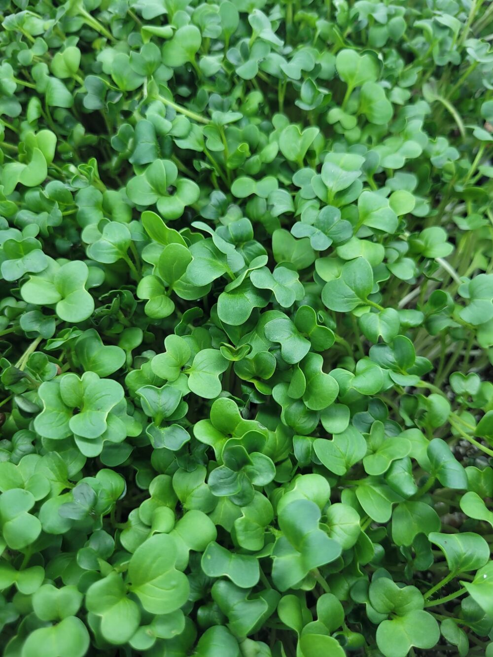 Microgreens Container - Image 3