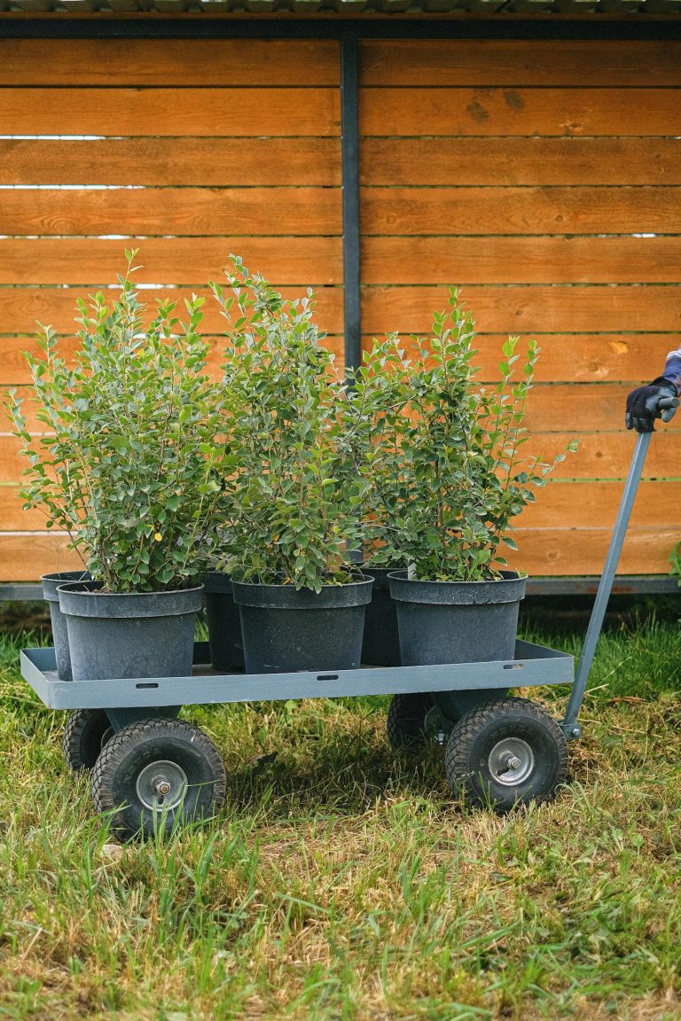 Crop anonymous farmer rolling cart with green bushes in pots while working in farm