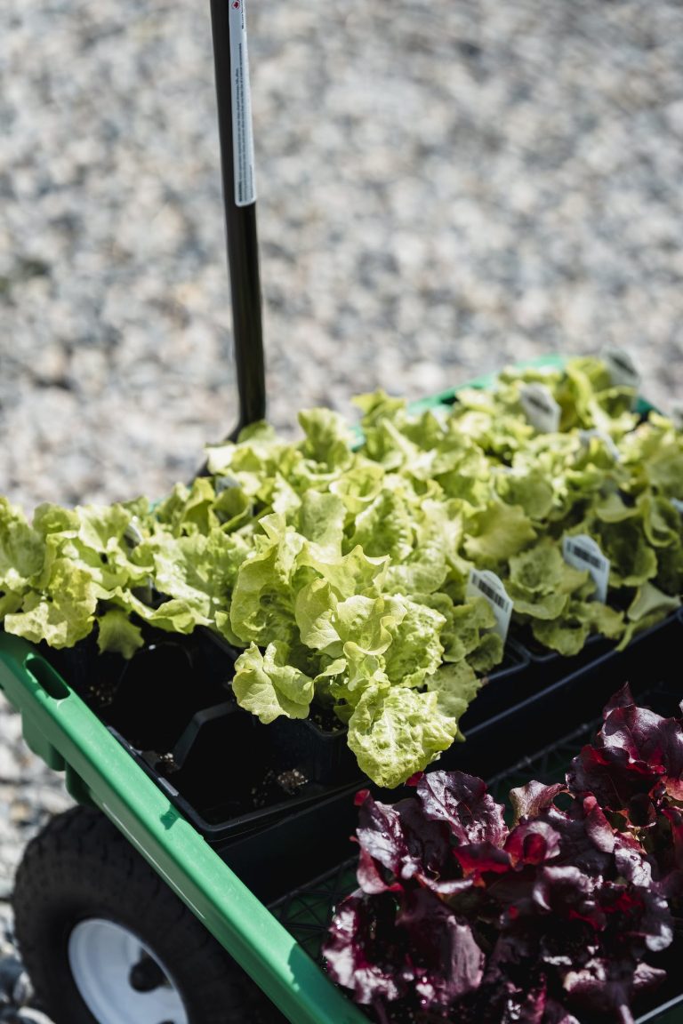 From above of green wheelbarrow with fresh raw salad growing in plastic containers in garden on sunny summer day