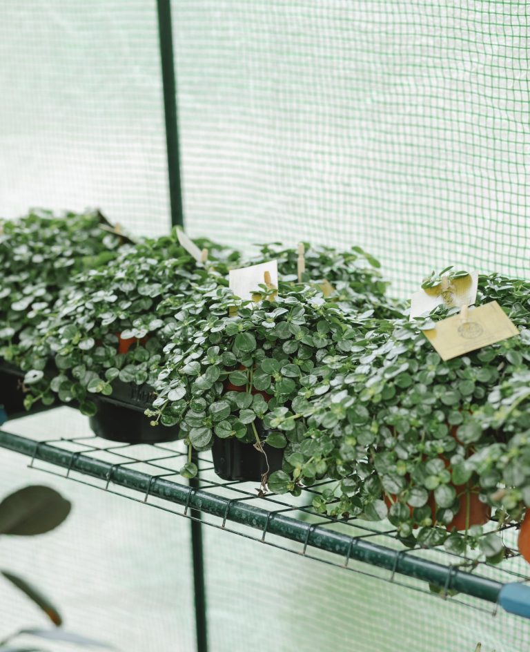 High angle of pots with growing green plants with tags placed on shelf in greenhouse