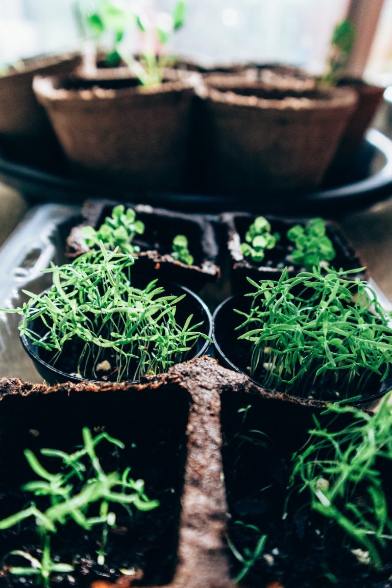 Paper pots with young green plants