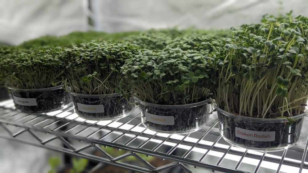 Microgreens Container