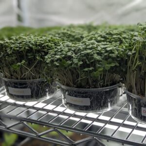 Microgreens Container