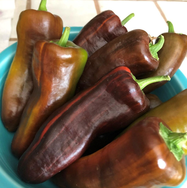 Mocha Swirl Pepper Seedling