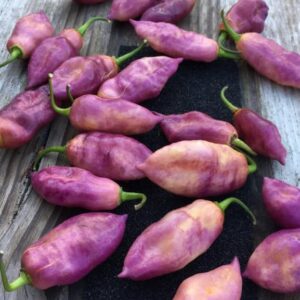 Taj Mahal Pink Pepper Seedling