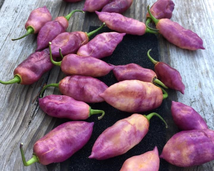 Taj Mahal Pink Pepper Seedling