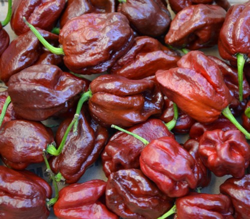 7 Pot Caramel Seedling