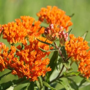 Butterfly Milkweed Seedling