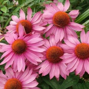 Echinacea Seedling