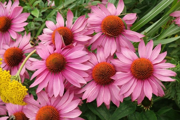 Echinacea Seedling