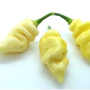 Faddas White Pepper Seedling