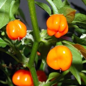 Habanero Pepper Seedling
