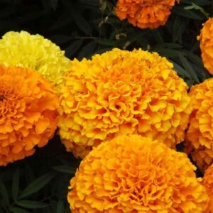 Marigolds Seedling