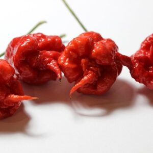 Carolina Reaper Pepper Seedling