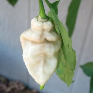White Ghost Pepper Seedling