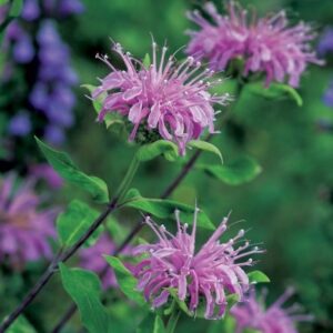 Wild Bergamot Seedling