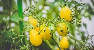 Barry’s Crazy Cheery Tomato Seedling