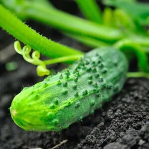 Chicago Pickling Cucumber Seedling