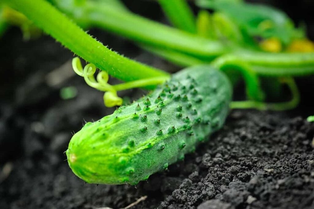 Chicago Pickling Cucumber Seedling