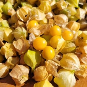 Fresh Picked Ground Cherries