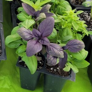 Mixed Herbs Seedling