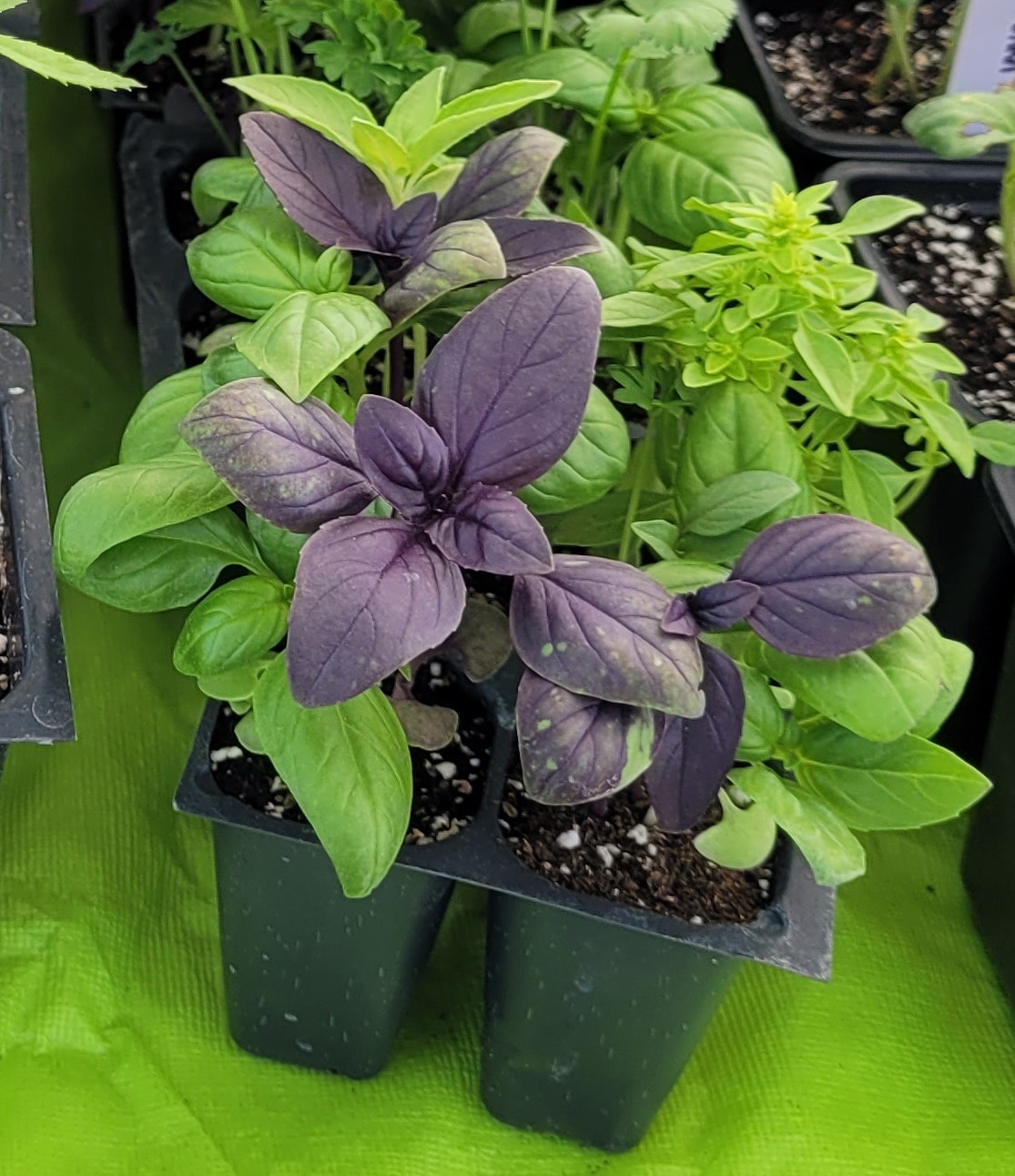 Mixed Herbs Seedling